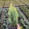 Кипарисовик Лавсона Івонне / Chamaecyparis lawsoniana Іvonne (50 см.) 3955