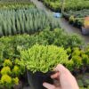 Очиток їдкий ‘Єллоу Квін’ / Sedum acre ‘Yellow Queen’ (20см.) 3913