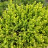 Очиток їдкий ‘Єллоу Квін’ / Sedum acre ‘Yellow Queen’ (20см.) 3915