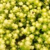 Очиток їдкий ‘Єллоу Квін’ / Sedum acre ‘Yellow Queen’ (20см.) 3566