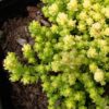Очиток їдкий ‘Єллоу Квін’ / Sedum acre ‘Yellow Queen’ (20см.) 3564