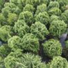 Туя західна Даніка / Thuja occidentalis Danica ( 20-25см ) 3683