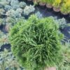 Туя західна Даніка / Thuja occidentalis Danica ( 20-25см ) 3685