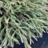 Туя західна Голден Таффет / Thuja occidentalis Golden Tuffet (40-50 см.) 4194