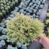 Туя західна Голден Таффет / Thuja occidentalis Golden Tuffet (40-50 см.) 4196