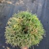 Туя західна Голден Таффет / Thuja occidentalis Golden Tuffet (40-50 см.) 4192