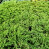 Ялівець горизонтальний Андорра Компакт / Juniperus horizontalis Andorra Compact (50-60 см.) 4419