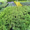 Ялівець горизонтальний Андорра Компакт / Juniperus horizontalis Andorra Compact (50-60 см.) 4421