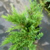 Ялівець горизонтальний Андорра Компакт / Juniperus horizontalis Andorra Compact (50-60 см.) 4423