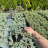 Ялівець лускатий Блу Карпет / Блю Карпет / Juniperus squamata Blue Carpet (40-50см.) 4096
