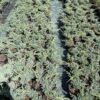 Ялівець лускатий Блу Карпет / Блю Карпет / Juniperus squamata Blue Carpet (40-50см.) 4100