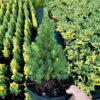 Ялина канадська Коніка / Picea glauca Conica (30-35 см.) 4380