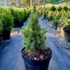 Ялина канадська Коніка / Picea glauca Conica (30-35 см.) 4382
