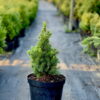 Ялина канадська Коніка / Picea glauca Conica (30-35 см.) 4384
