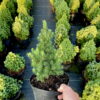 Ялина канадська Коніка / Picea glauca Conica (30-35 см.) 4386