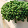 Очиток блідий / білий /Sedum bithynicum (15см.) 4396