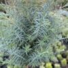 Кипарисовик туєподібний Ред Стар / Chamaecyparis thyoides Red Star (25-30 см.) 4294