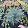 Кипарисовик туєподібний Ред Стар / Chamaecyparis thyoides Red Star (25-30 см.) 4296