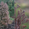 Кипарисовик туєподібний Ред Стар / Chamaecyparis thyoides Red Star (25-30 см.) 4288