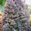 Кипарисовик туєподібний Ред Стар / Chamaecyparis thyoides Red Star (25-30 см.) 4290