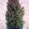 Кипарисовик туєподібний Ред Стар / Chamaecyparis thyoides Red Star (25-30 см.)