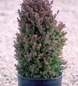 Кипарисовик туєподібний Ред Стар / Chamaecyparis thyoides Red Star (25-30 см.)