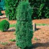 Кипарисовик туєподібний Ред Стар / Chamaecyparis thyoides Red Star (25-30 см.) 4298