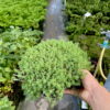 Очиток блідий / білий /Sedum bithynicum (15см.) 4401