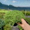 Очиток блідий / білий /Sedum bithynicum (15см.) 4407