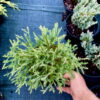 Туя західна Містер Боулінг Болл / Thuja occidentalis Mr. Bowling Ball (35-40 см) 4321