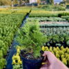 Туя західна “Хосері” / Thuja occidentalis “Hoseri (20-25 см.) 4391