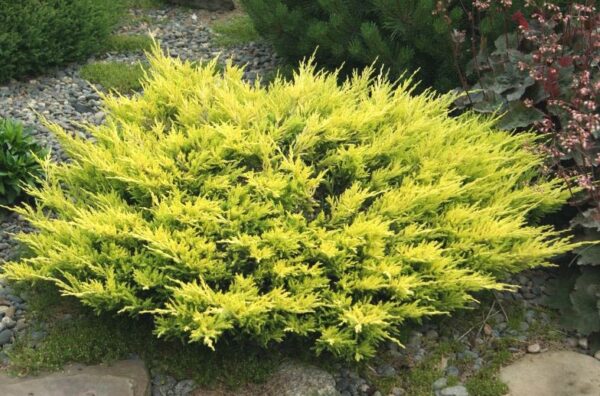 Ялівець горизонтальний Лаймглоу / Лайм Глоу / Juniperus horizontalis Limeglow/ Lime Glow (40-50 см.)