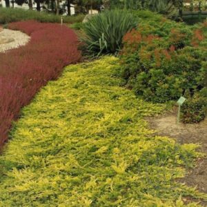 Ялівець горизонтальний ‘Голден Карпет’ / Juniperus horizontalis ‘Golden Carpet’ (30-40 см.)