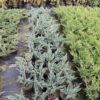 Ялівець горизонтальний Блю Чіп / Блу Чіп / Juniperus horizontalis Blue Chip (30 см.) 4068