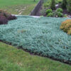 Ялівець горизонтальний Блю Чіп / Блу Чіп / Juniperus horizontalis Blue Chip (30 см.)