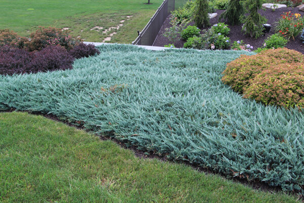 Ялівець горизонтальний Блю Чіп / Блу Чіп / Juniperus horizontalis Blue Chip (30 см.)