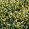Ялівець лускатий Дрім Джой / Juniperus squamata Dream Joy (45-55см.) 4482