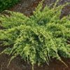 Ялівець лускатий Дрім Джой / Juniperus squamata Dream Joy (50-60 см.)