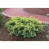 Ялівець лускатий Дрім Джой / Juniperus squamata Dream Joy (45-55см.) 4484
