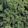 Ялівець китайський Експанса Варієгата / Juniperus chinensis ‘Expansa Variegata’ (30-40 cм.) 4154