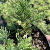 Ялівець китайський Експанса Варієгата / Juniperus chinensis ‘Expansa Variegata’ (30-40 cм.) 4156
