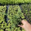 Ялівець китайський Експанса Варієгата / Juniperus chinensis ‘Expansa Variegata’ (30-40 cм.) 4158