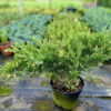 Ялівець китайський Експанса Варієгата / Juniperus chinensis ‘Expansa Variegata’ (50-60 cм.) 4456