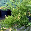 Ялівець китайський Експанса Варієгата / Juniperus chinensis ‘Expansa Variegata’ (50-60 cм.) 4458