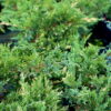 Ялівець китайський Експанса Варієгата / Juniperus chinensis ‘Expansa Variegata’ (50-60 cм.) 4460