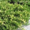 Ялівець китайський Експанса Варієгата / Juniperus chinensis ‘Expansa Variegata’ (50-60 cм.) 4452