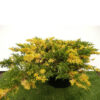 Ялівець китайський Експанса Варієгата / Juniperus chinensis ‘Expansa Variegata’ (50-60 cм.) 4454