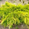 Ялівець лускатий Голден Джой / Juniperus squamata Golden Joy ( 30-35 См. )