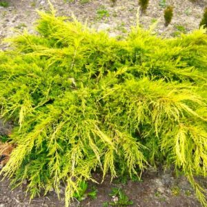 Ялівець лускатий Голден Джой / Juniperus squamata Golden Joy ( 30-35 См. )