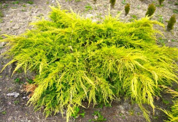 Ялівець лускатий Голден Джой / Juniperus squamata Golden Joy ( 30-35 См. )